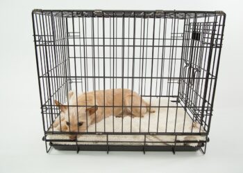 Anstieg der Tierversuche in der SchweizÜber 595.305 Tiere für Tierversuche