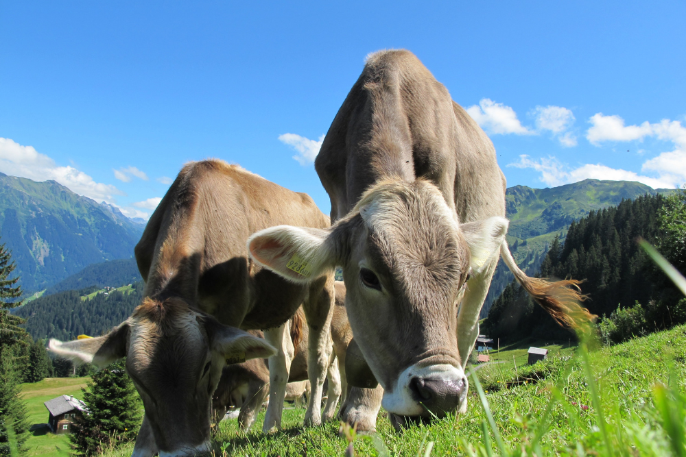 Dienststelle für Verbraucherschutz und VeterinärwesenErster Fall der Blauzungenkrankheit im Wallis