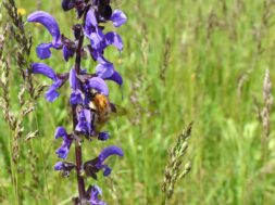 Salvia_Hummel_RI