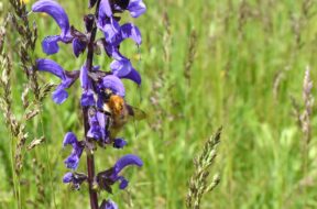 Salvia_Hummel_RI