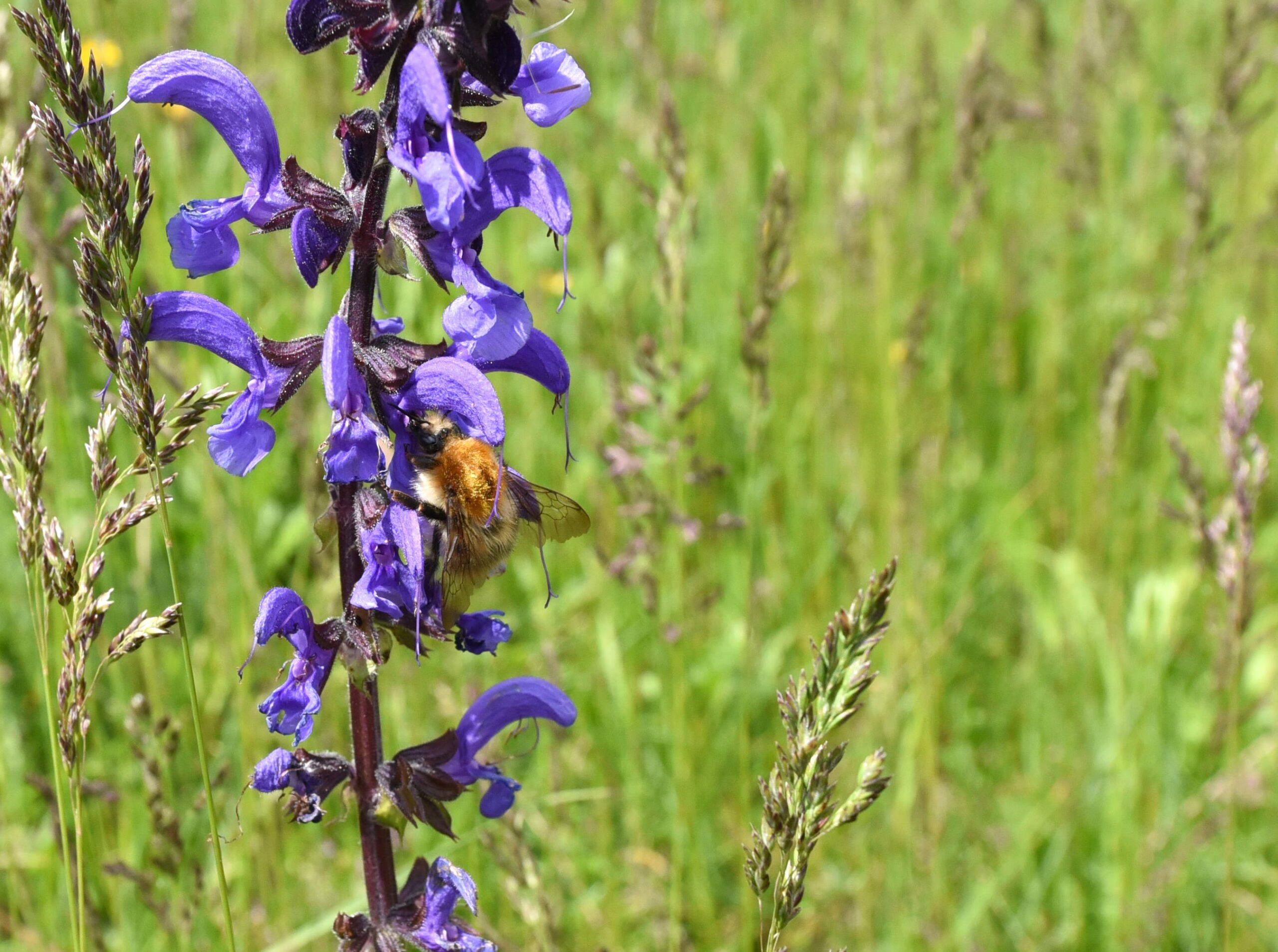 Ökologische Aufwertung der GlisermattaDie Glisermatta als Leuchtturmprojekt der Biodiversität