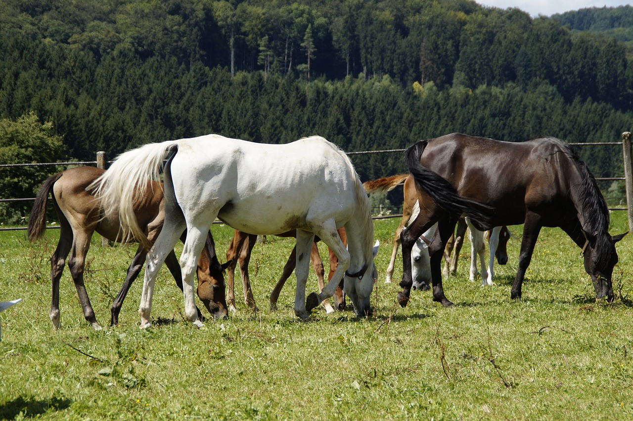 Pferdequäler im Wallis unterwegs: Schwerer Fall von Tierquälerei in BaltschiederMehrere Pferde brutal gequält und im Vaginalbereich schwer verletzt