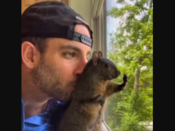 Eichhörnchen Peanut