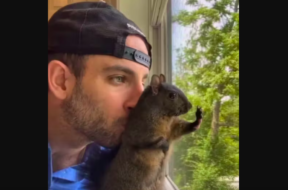 Eichhörnchen Peanut