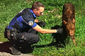 Tierrettung Polizei