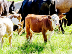 BVD