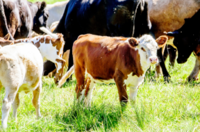 BVD