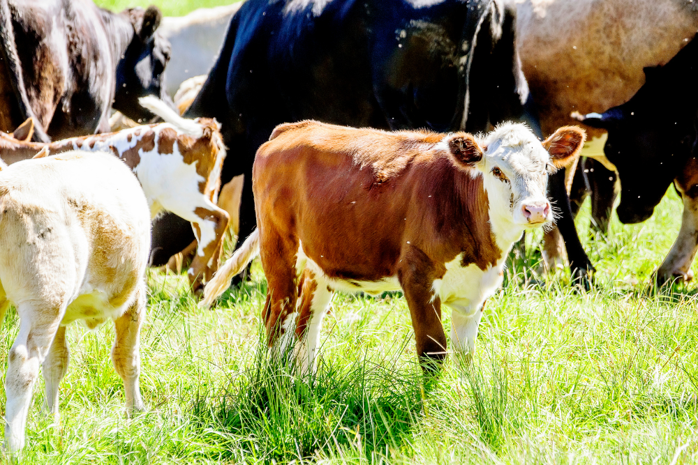 Bovinen Virusdiarrhoe (BVD) im WallisEndphase der Ausrottung