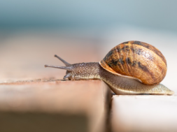 Schnecke