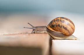 Schnecke