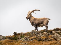 Bouquetin Steinbock