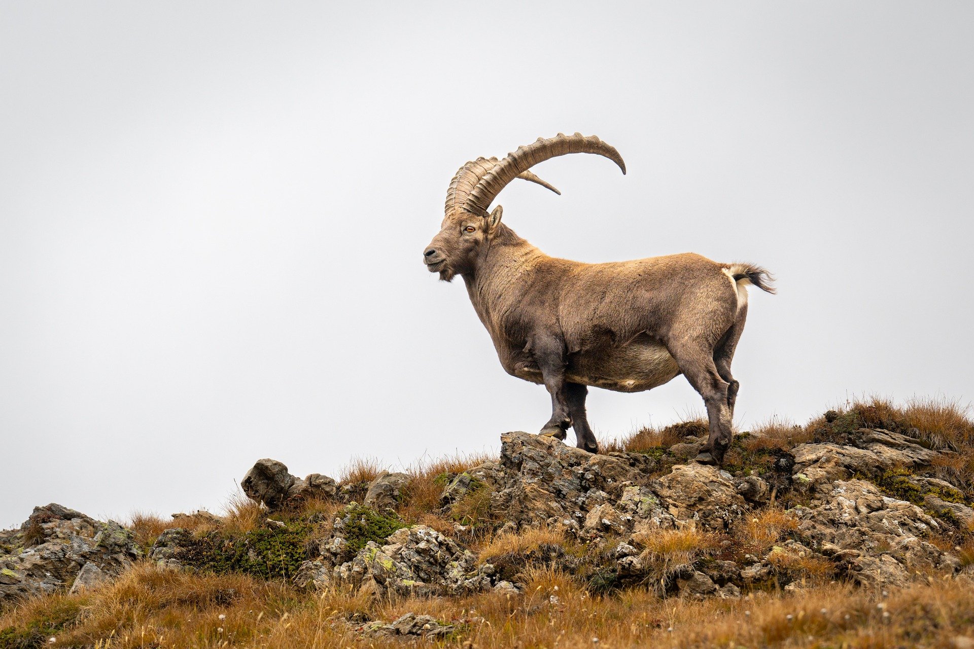 Steinbockjagd im Wallis"Kundenabschüsse wieder offen für ausländische und außerkantonale Jägerinnen und Jäger"