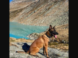 Polizeihund Rocky Kapo Wallis