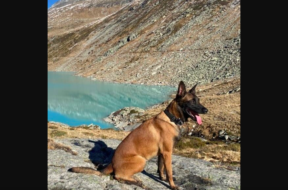 Polizeihund Rocky Kapo Wallis