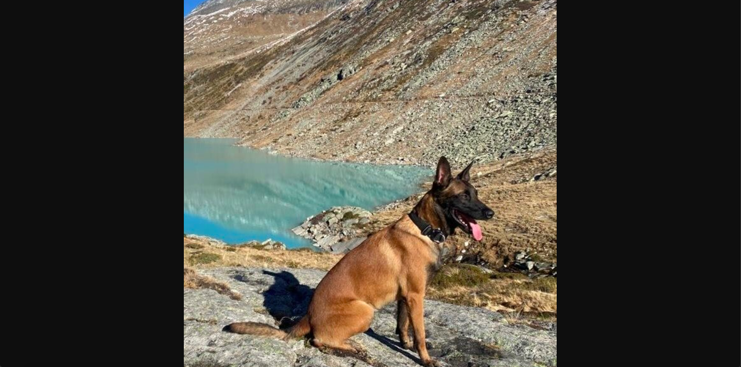 Polizeihund findet Autolenker nach UnfallLenker flüchtet nach Unfall in den Wald, schläft bei Frost ein