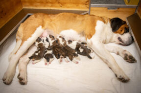 Chiots_Jazz-c-Fondation-Barry-_-Deborah-Dini-2-1620×1080