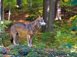 1 Wolf 1Wolf DfU GPS 25.03.2025