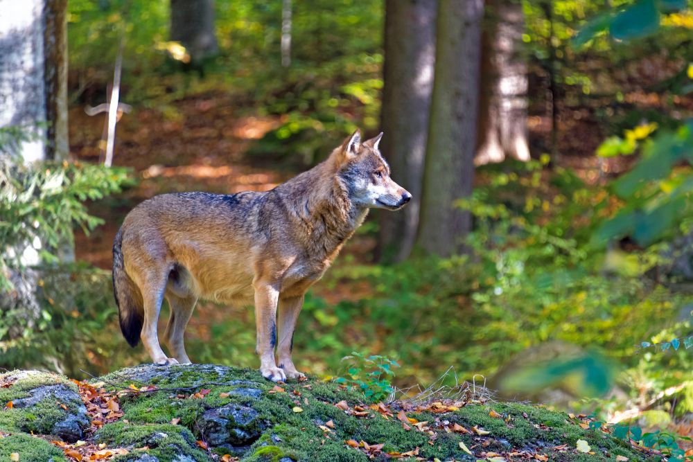 Dienststelle für Jagd, Fischerei und Wildtiere zu WolfsabschußWolf in der Region Sonnenberg-Lötschental erlegt
