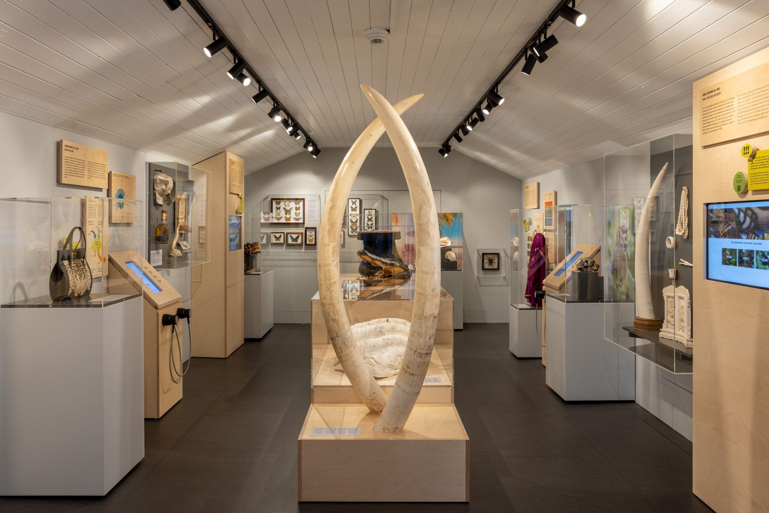 Im Schweizerischen Zollmuseum gibt es eine Ausstellung über verbotene SouvenirsElefantenstoßzähne und Taschen aus Alligatorleder