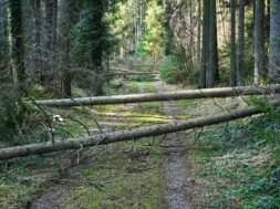 Bild_Maisession SVP Oberwallis umgestürzte Bäumen Unwetter Walis