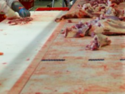 #Fleisch