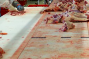 #Fleisch