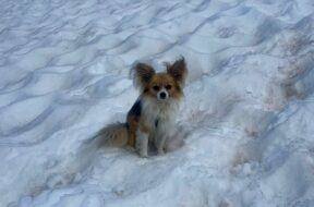 Chihuahua weist Air Zermatt den Weg zur Gletscherspalte