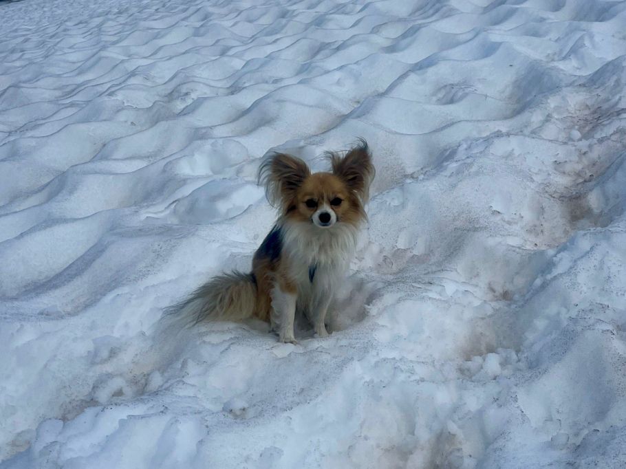 Außergewöhnlicher Rettungs-Einsatz der Air Zermatt am FeegletscherChihuahua weist Air Zermatt den Weg zur Gletscherspalte