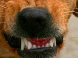 Kampfhund Hund Zähne fletschen