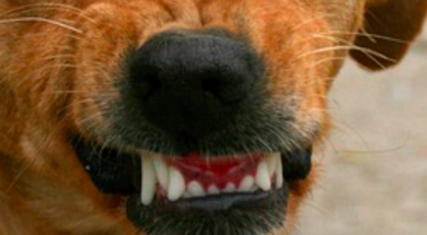 Kampfhund Hund Zähne fletschen