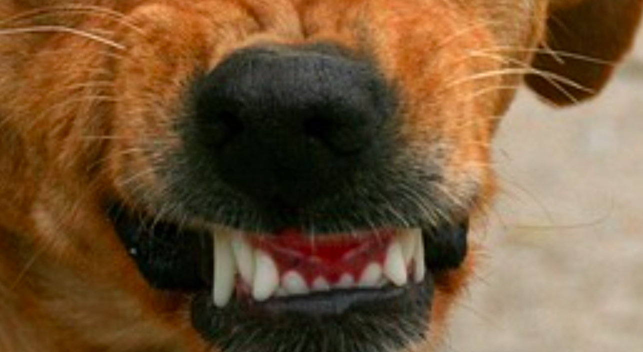 Hundebisse nehmen erneut zu im WallisSchüler sollen im Verhalten sensibilisiert werden, damit sie nicht Hundbisse erleiden