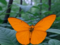 Orangegelber Frostspanner