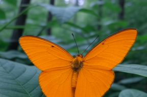 Orangegelber Frostspanner