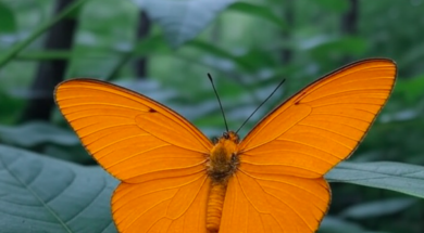 Orangegelber Frostspanner