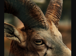 Steinbockjagd Wallis 2025