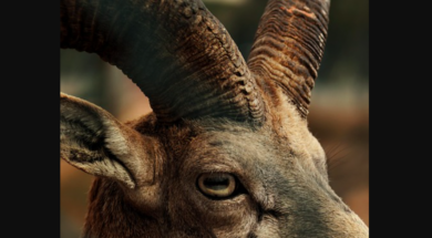 Steinbockjagd Wallis 2025