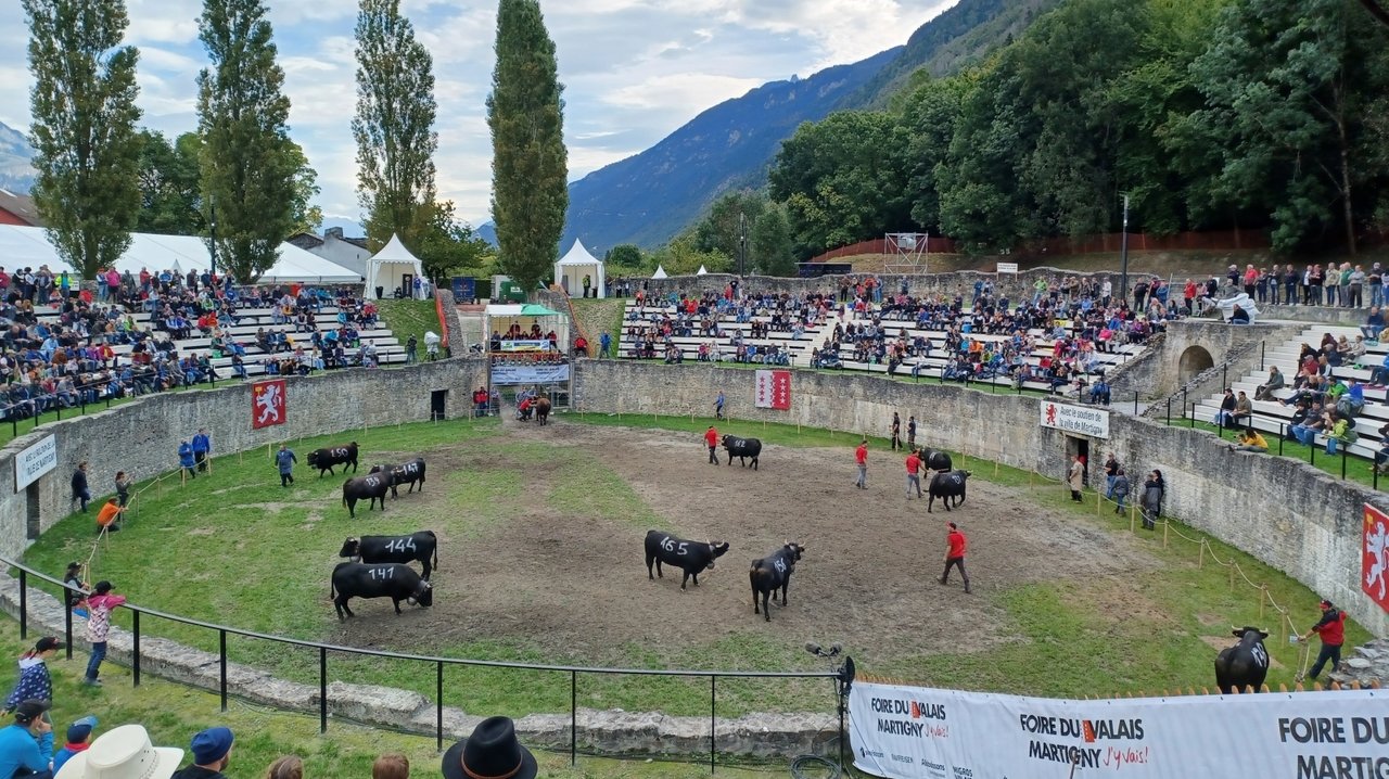 Knotenhautkrankheit („Lumpy skin disease“) im WallisAbsage aller Ringkuhkämpfe und Stiermärkte