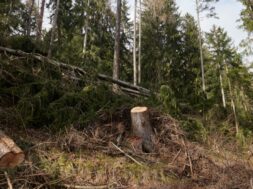 #Unwetter VS Waldschaeden