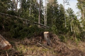#Unwetter VS Waldschaeden