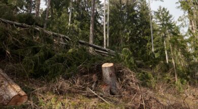 #Unwetter VS Waldschaeden