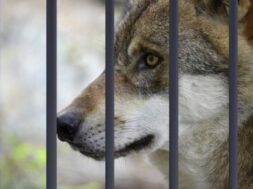 #Wolf-Gefaengniss-400×261