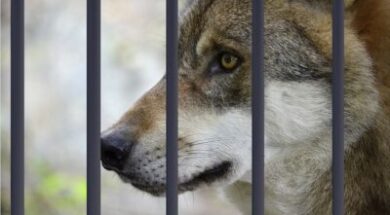 #Wolf-Gefaengniss-400×261