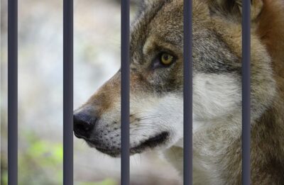 Wolfsrisse und andere TodesursachenWas tötet Nutztiere in der Schweiz?