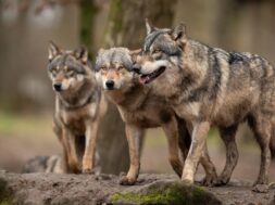 #Wolf #Wölfe #Wolfsregulierung VS