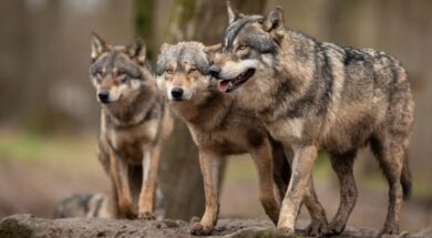 #Wolf #Wölfe #Wolfsregulierung VS