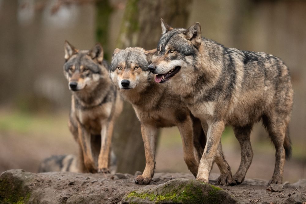 Vollständige „Entnahme“ von 2 Wolfsrudeln beantragt und 2/3tel aller Jungwölfe sollen getötet werdenWallis stellt Antrag an das Bundesamt für Umwelt