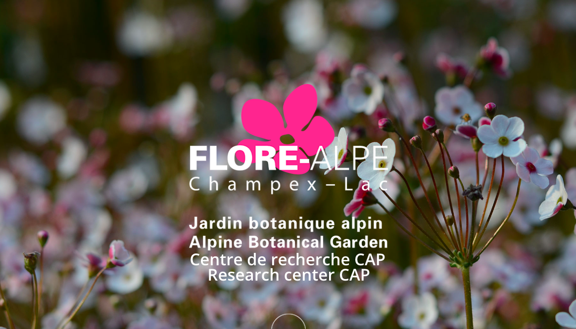 Der Jardin Flore-Alpe wählt Transparenz für die ZukunftHunderster Jahrestag des Alpengartens
