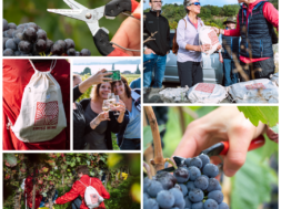 Weinanlaß #Walliser Weine 9-2025 Walliser Wein