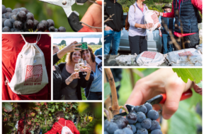 Weinanlaß #Walliser Weine 9-2025 Walliser Wein