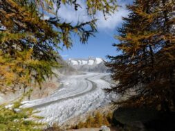 Blick vom Aletschwald auf den Grossen Aletschgletscher